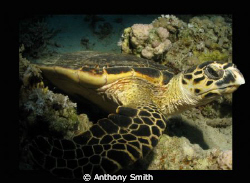 The first turtle i met... ;-) by Anthony Smith 